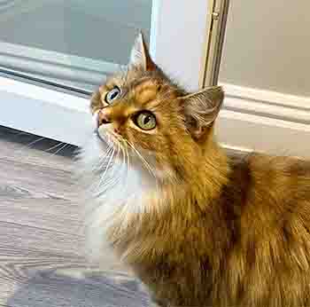 Poppy/Scampy