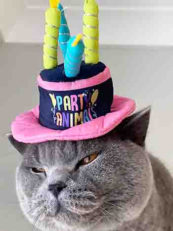 Oscar's birthday with his Party Animal hat on and a smiling, contented expression on his face