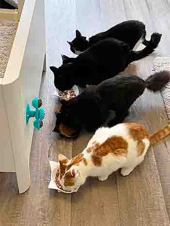 Prinny, Nori, Tiger and Bug cats eating their dinner simultaneously