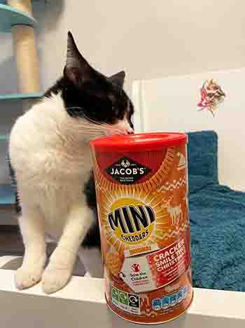 Tinker's got her favourite Mini Ritz Crackers tub as a present!