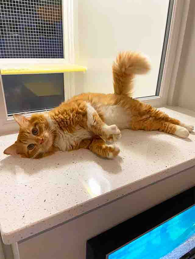 Ginge keeping cool on marble