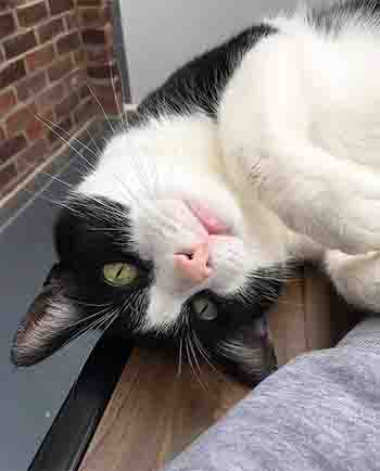 Alfie