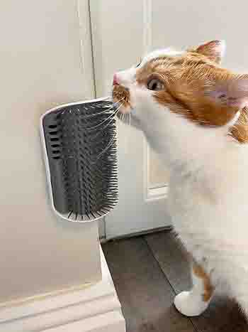 Herbie with corner-mounted cat grooming brush.