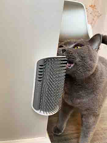 Shelby with corner-mounted cat grooming brush.