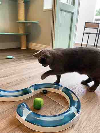 Theodore playing with cat toy