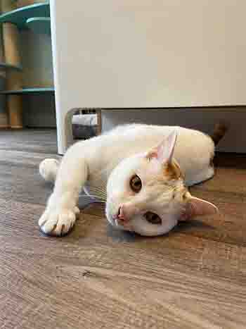 Pad Thai lazing on the floor