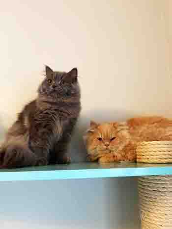 Teddy & Simba together on cat tree