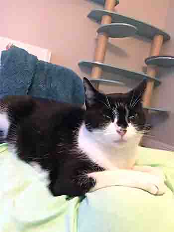 Black and white cat lays on soft throws on the bed