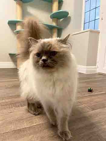 Beautiful Ragdoll cat posing