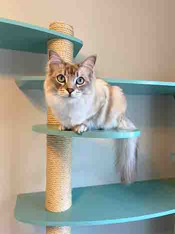 Pumpkin Simba resting