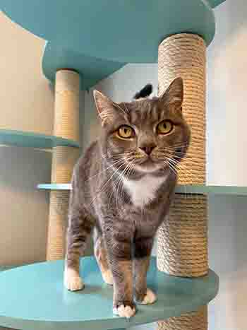 Katie Bramble Poppy & Pepper on cat stand