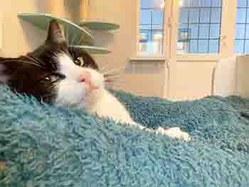 Dottie cuddled up in her furry blanket