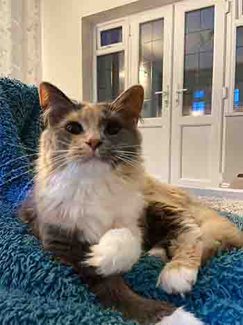 Beautiful cat resting on blanket