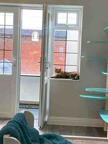 Mimi resting on the windowsill