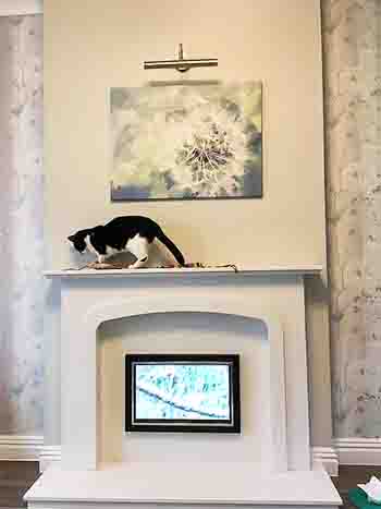 Black and white cat walks across mantlepiece