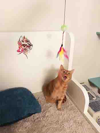 Ginger and white cat sitting on the bed, trying to catch feather toy dangling above