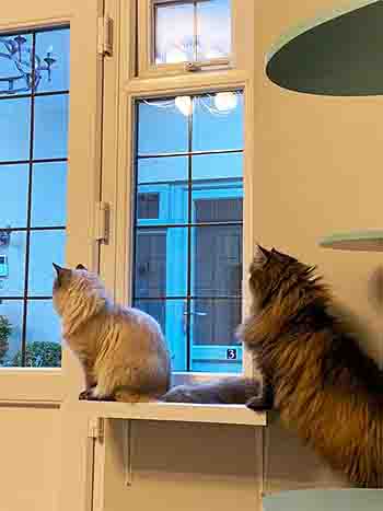 Poncho & Pablo looking out of window