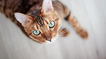 Beautiful Bengal cat with bright green eyes