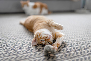 Cat stretching out for a toy