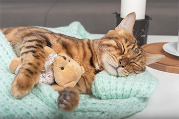 Cat cuddling teddy
