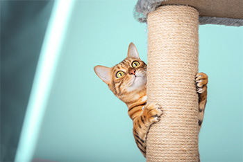 Gorgeous Bengal cat climbing a cat tree scratching post