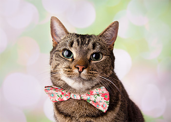 Cat wearing floral bow tie with comical expression