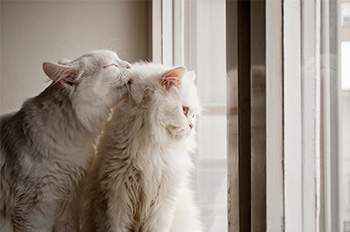 One beautiful cat grooming another gorgeous cat