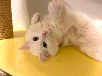 Black cat resting in the middle of a large bed.