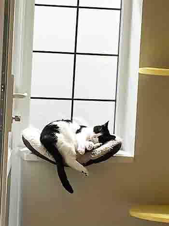 Black and white cat asleep on a soft bed on the windowsill.