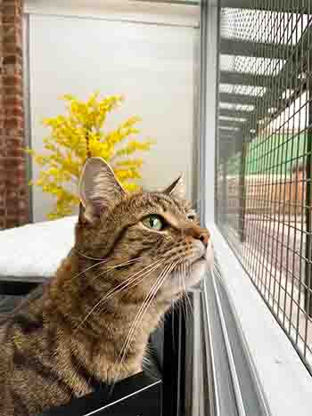 Jag Nyx watching birds