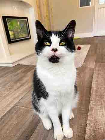 Prinny Nori Tiger Bug