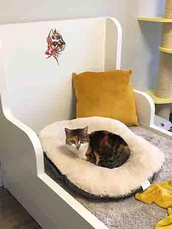 Cat resting amidst faux fur bed, velvet cushion and throw.