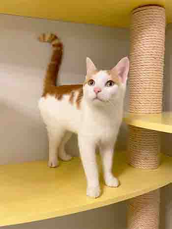 Lemon scratching posts