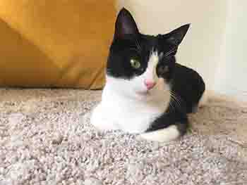 Black and white cat looking serene.