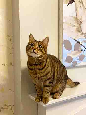 Beautiful cat on mantelpiece