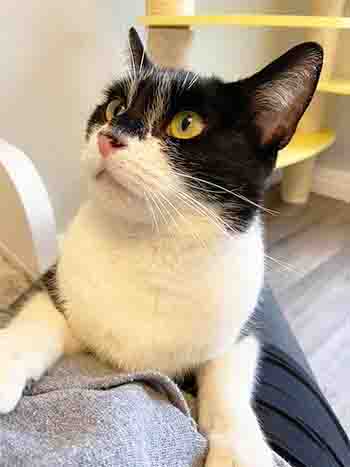 Black and white cat having cuddles