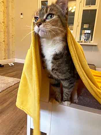 Black cat looking outwards, with climbing wall, wall clock and doors behind her.