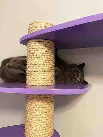 Fleur/Fergus going for it on a scratching post with a wild and crazy expression
