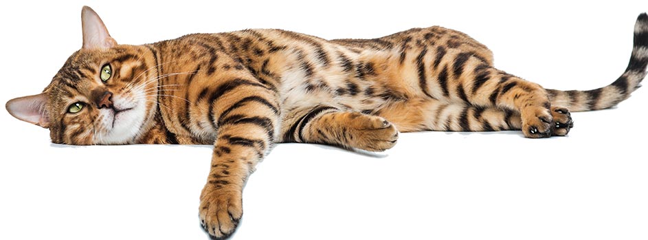 A stunning green-eyed bengal cat, head to the left, lying down with front left leg and paw dangling out towards you, with cat looking up slightly to the wording above on being memorable and exclusive