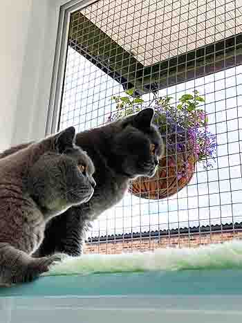 Jessie and Jasper looking out to the garden, looking absolutely fascinated and fully focused