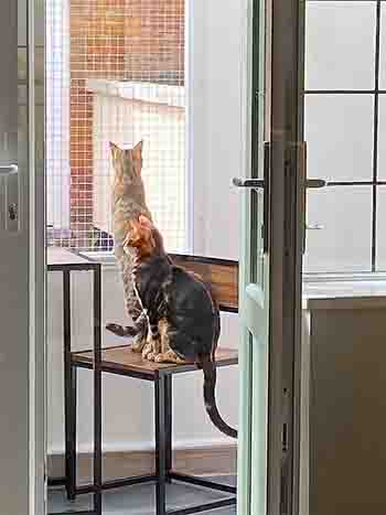 Neko and Coconut on a chair in the garden room