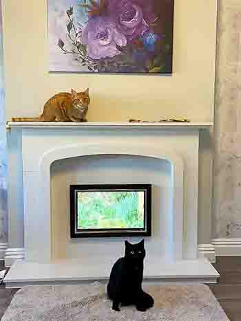 Pumpkin and Shadow together at the marble fireplace with the television on showing a wildlife scene