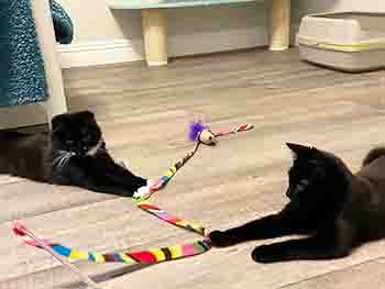 Maggie and Mavis playing with a wand toy on the floor