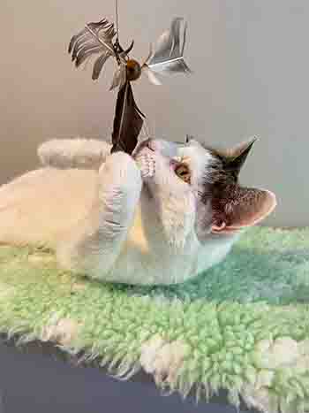 Billu caught the big feather