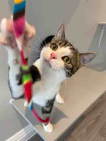 Chester caught the rainbow ribbon whislt on a wall platform