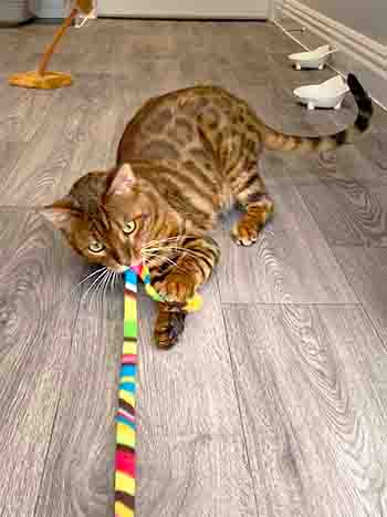 Coba biting the end of the rainbow ribbon