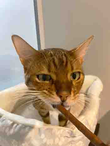 Coba biting the treat/wand