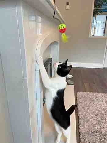 Coco/Lola stretching up the marble fireplace to catch the feather and ball toy
