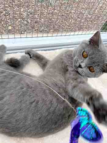 Dinah patting the butterfly wand toy