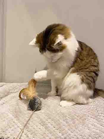 Lily/Mr Cheddars patting the feather gently